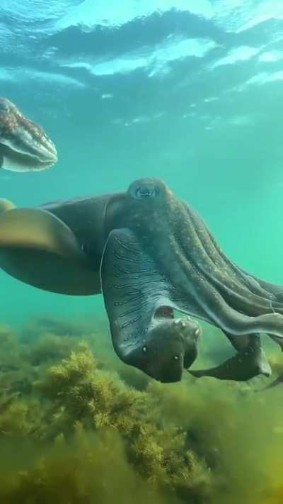 beautiful creature