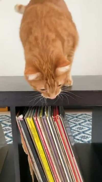 This cat likes to drop the beat