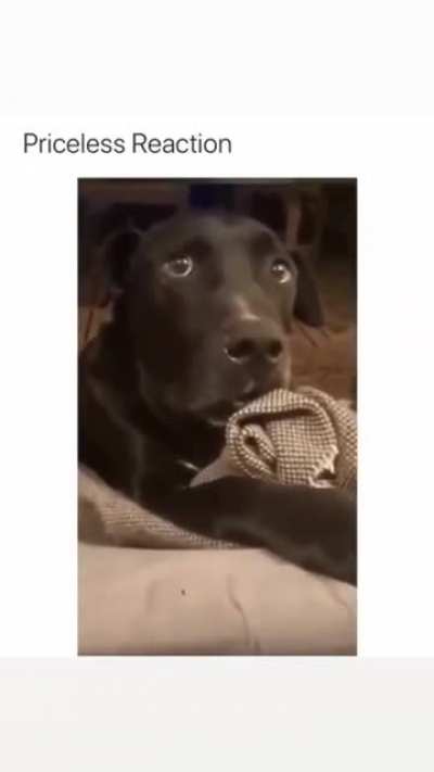 It wasn’t me I swear