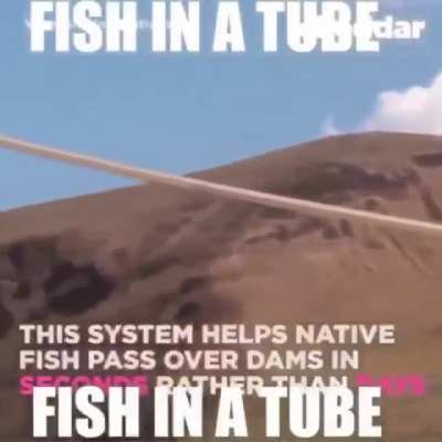 Fish In A Tube