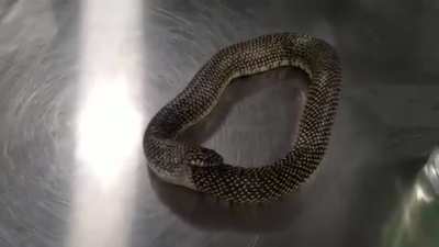 Saving snake that's eating itself