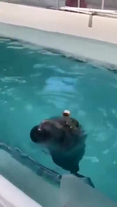 Seal enjoying sax