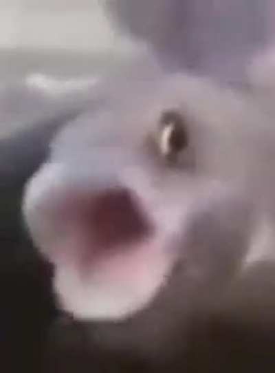 🐟
