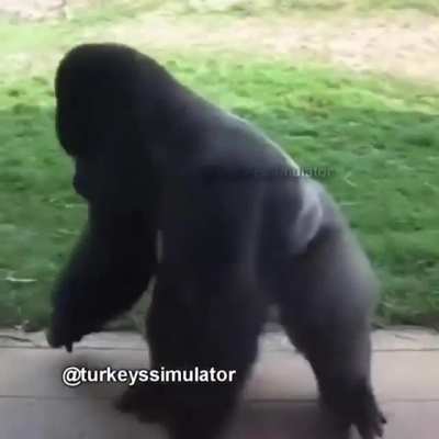 TurkeyJerky - Video #0325