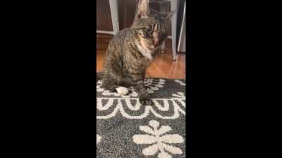 Post dental surgery: My very high kitty