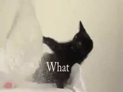 Cat and a balloon. What could go wrong?