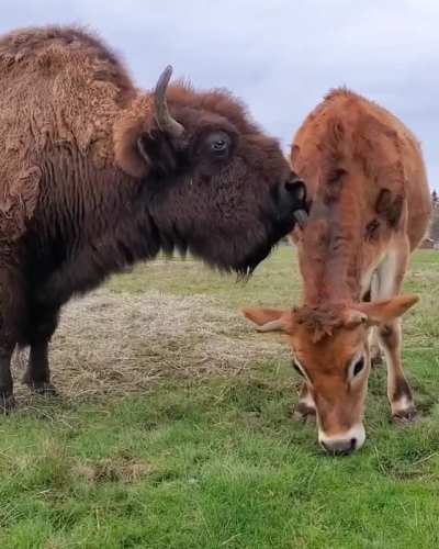 Italo was born in the dairy industry where he was separated him from his mother shortly after birth, but he found a new mother in Helen after being rescued by Lighthouse Farm Sanctuary