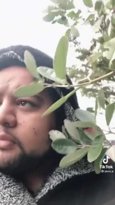 What do the leaves say to you?