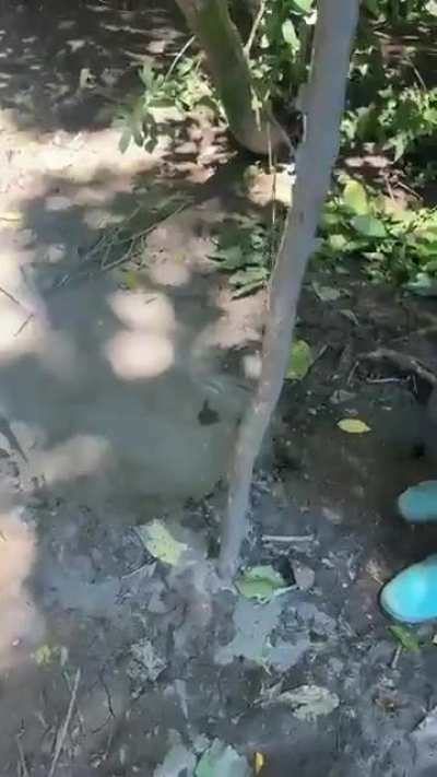 A deep mud-hole