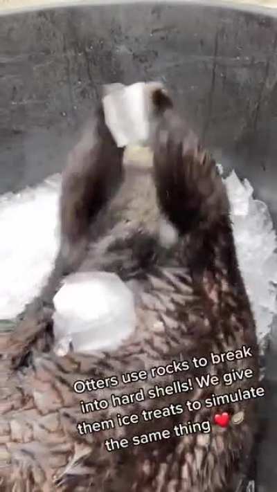 Sea otters are the only marine mammal to use stone tools. Even in captivity, they have shown this behavior