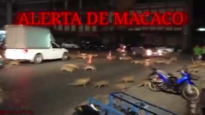 Alerta