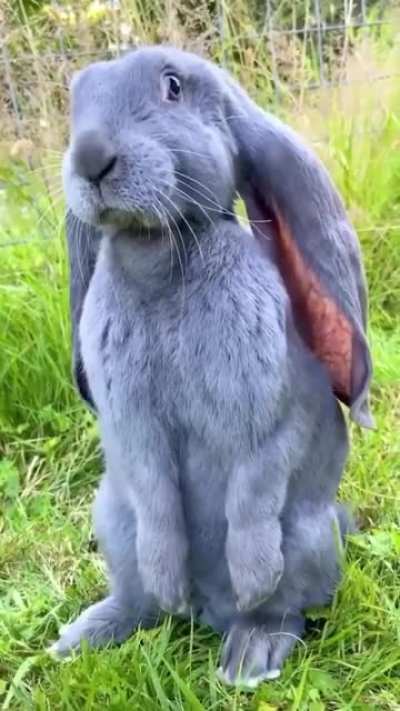 Got carrot?