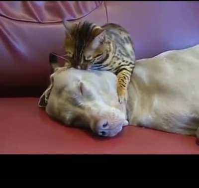 SHHH. Let me whisper in your ear.