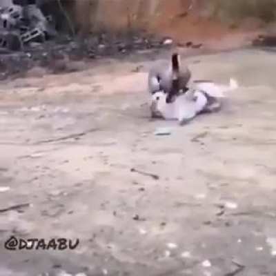 Гусь - Пёселю не товар<wbr>ищ.