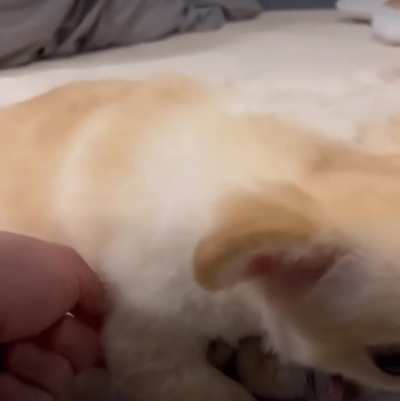 I guess the dog likes sushi