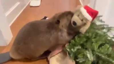 This beaver was orphaned and rescued as a newborn, Watch the incredible instinct to build a dam, even though it’s never seen it’s parents build one.