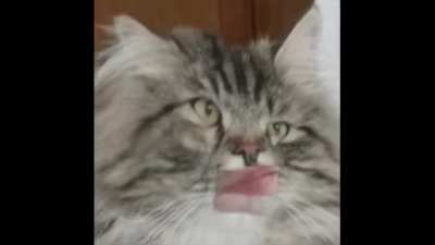 I tried the Dame Da Ne meme with AI on my cat