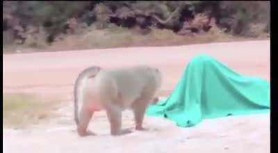 Monke
