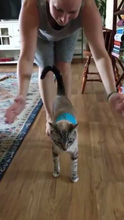 harness training