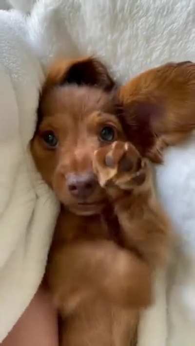 Just a cute puppy to brighten up your day