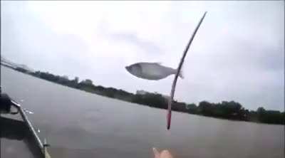 Boomerang