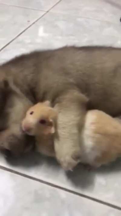 Sleepy Puppy Hugs Hamster Best Friend