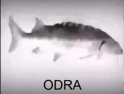 rybka