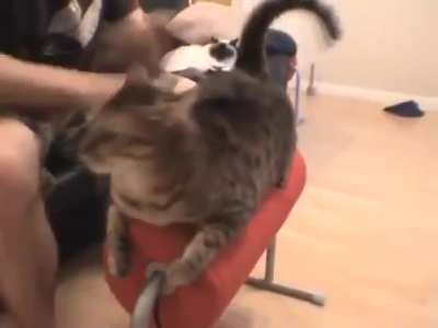 the cat (me when)