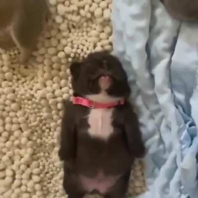 Dreaming Puppy