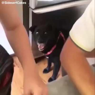 Poor dog