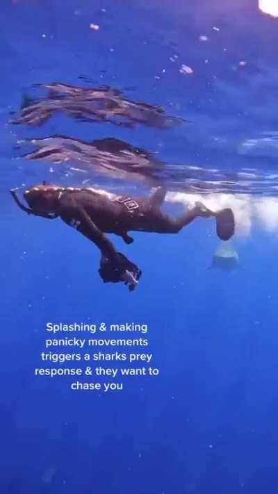 Misunderstood sea pitbulls