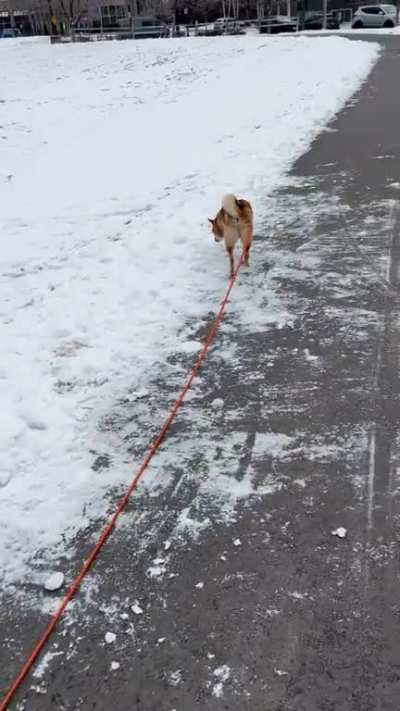 Baby Luna thinks she’s walking Kona 🤣