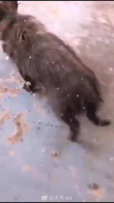 The rescue
