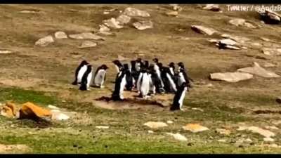 A penguin meetup