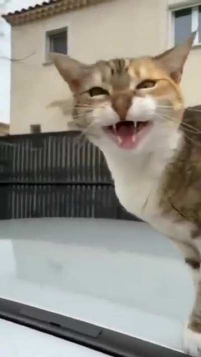 this cat