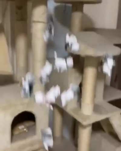 Cat Spawn idols. Summons 1 Cat per idol thrown. Cat deals 50% of your damage.