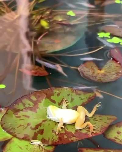 The frog in the sub's logo.