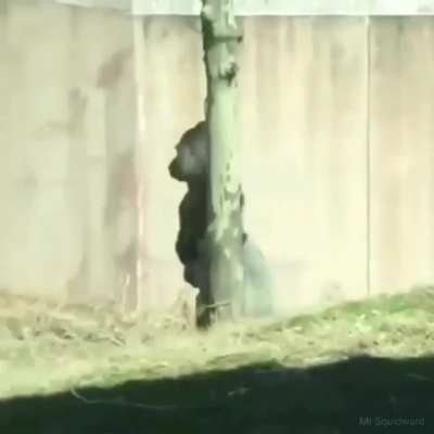 Monke