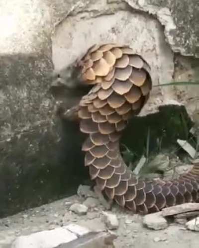 Just some random pangolin destroying a wall