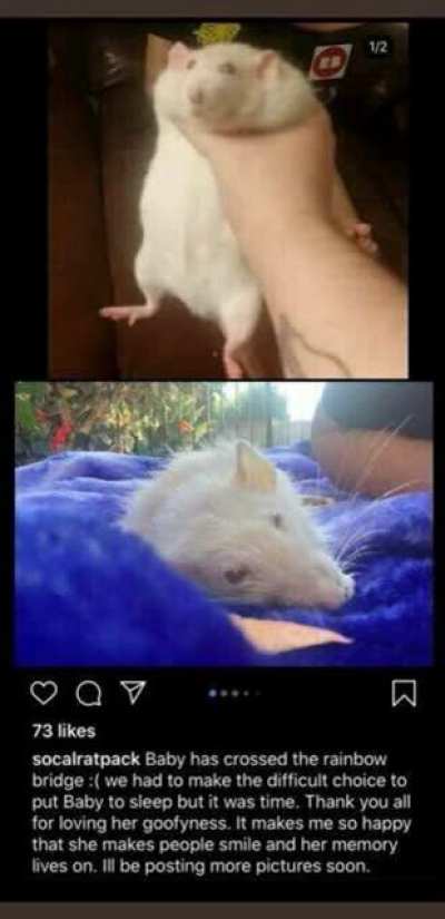 I’m sorry to say this, but fat rat has passed away