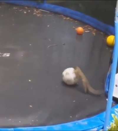 The squirrel is having fun!