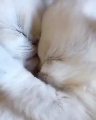 smol kisses