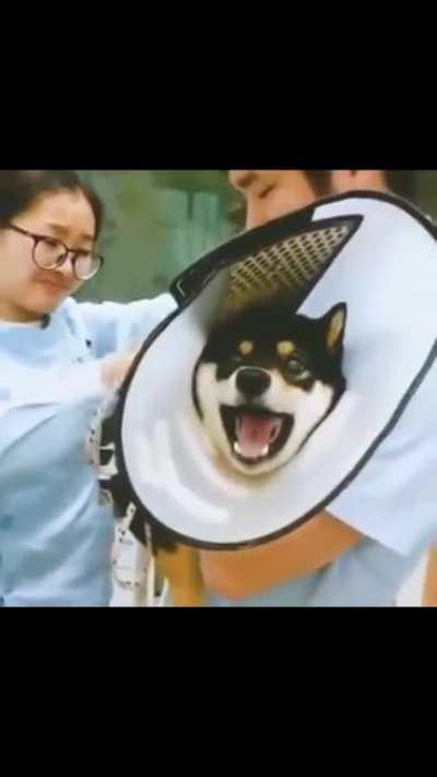 Shiba Inu Classic