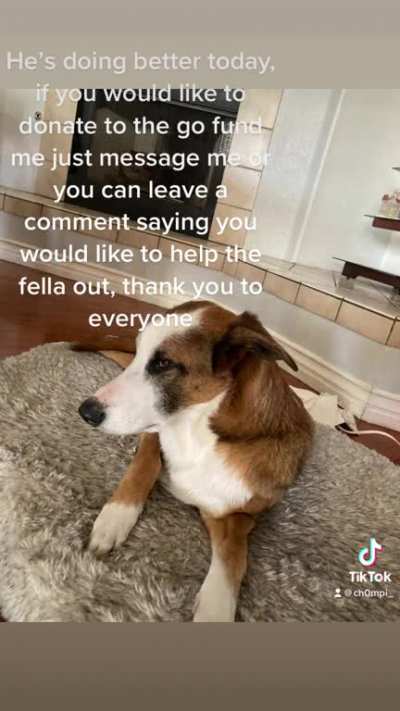 Reddit, please help hunter! He has a ruptured tumor and we unfortunately cannot afford his surgery. Please message me if you would like his go fund me.Or leave a comment and I can message you! Thank you so much!