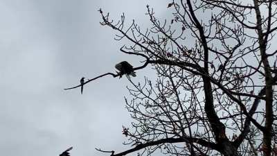 Bald Eagle eats unknown bird. Magpies Watch