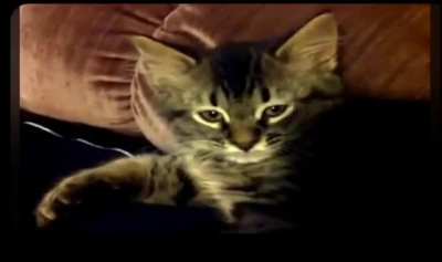Kitten Assassin in training