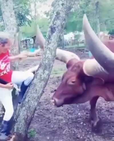 These horns