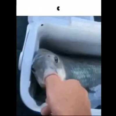 Sucky thumby