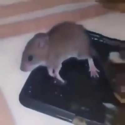 Bruh