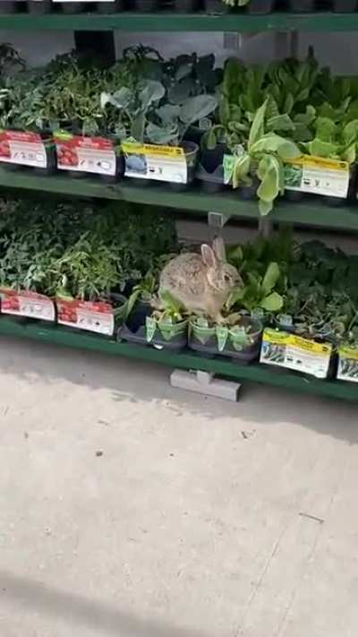 Just A Rabbit At Walmart